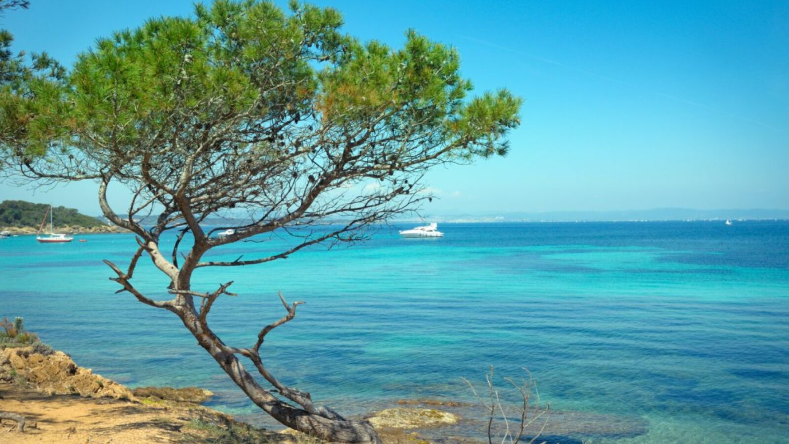Umbrella pine leaning over a turquoise cove, yacht at anchor on the French Riviera Umbrella pine leaning over a turquoise cove, yacht at anchor on the French Riviera