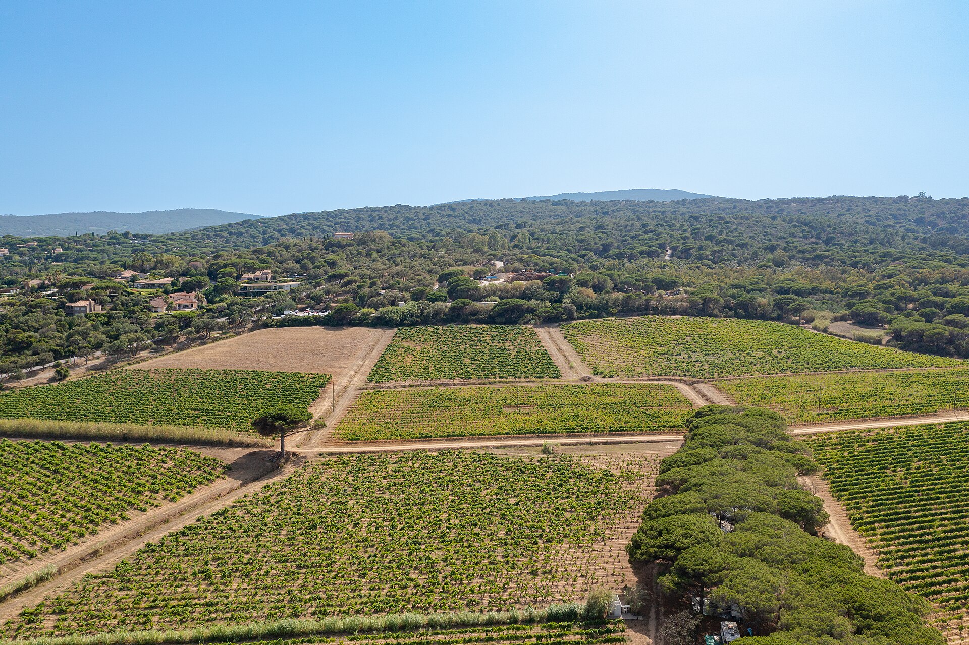 Vineyards of Ramatuelle overlooking Pampelonne bay – responsible luxury by Azur Dream